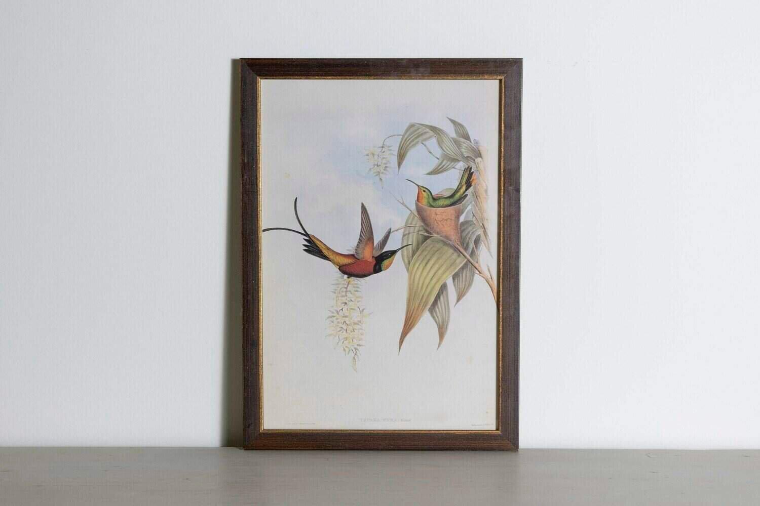 On Hold - 19th Century Bird Print - One of 24 - JAA
