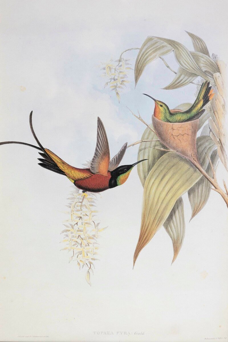 On Hold - 19th Century Bird Print - One of 24 - JAA