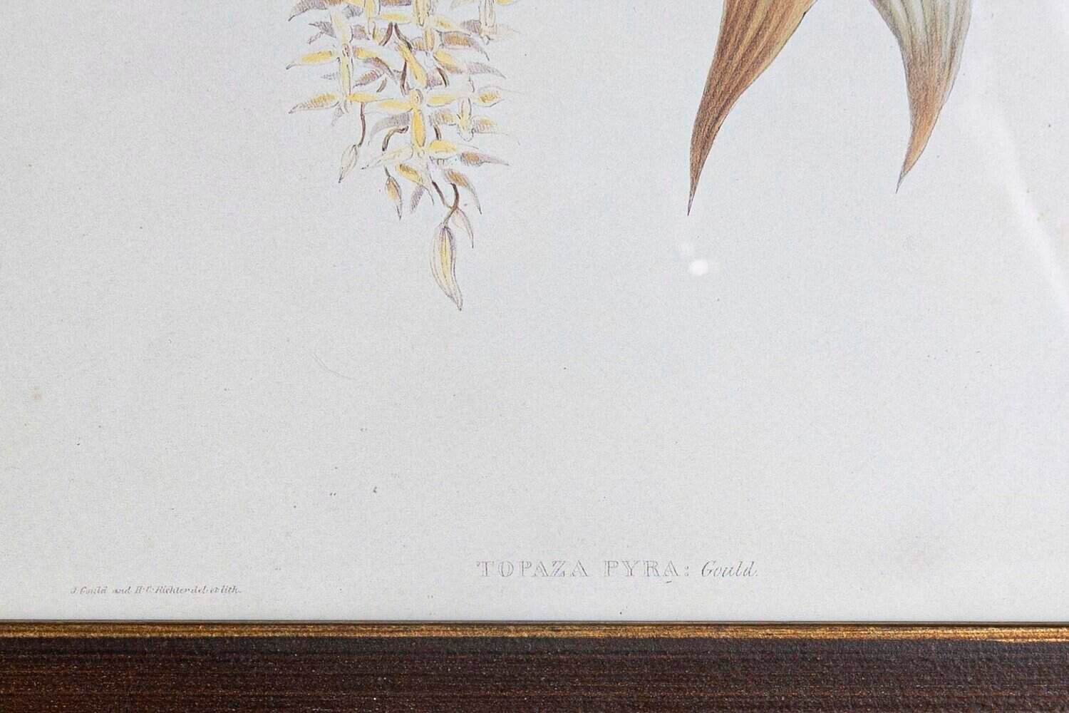 On Hold - 19th Century Bird Print - One of 24 - JAA