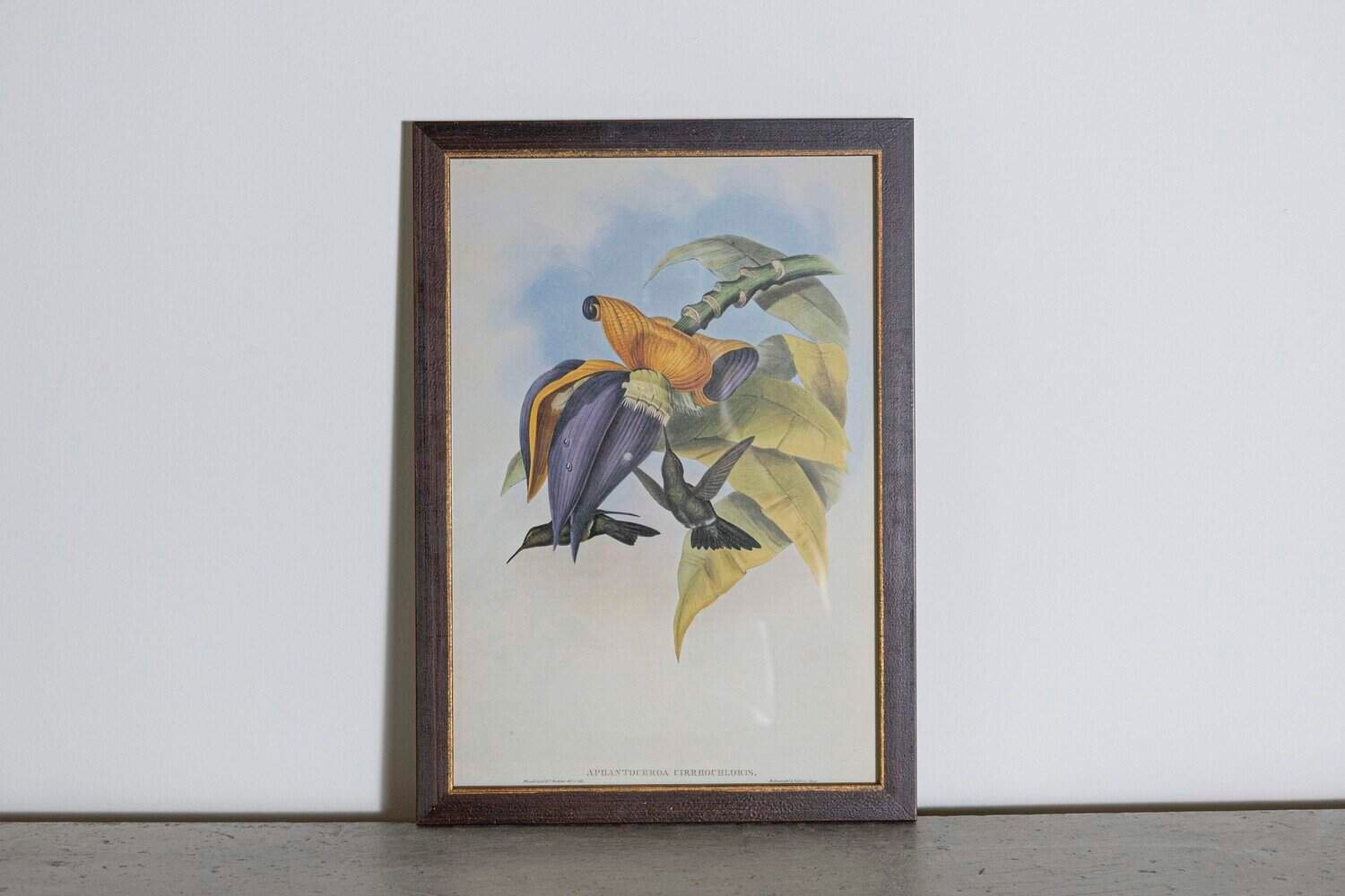 On Hold - 19th Century Bird Print - One of 24 - JAA
