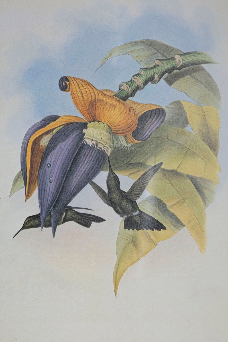 On Hold - 19th Century Bird Print - One of 24 - JAA