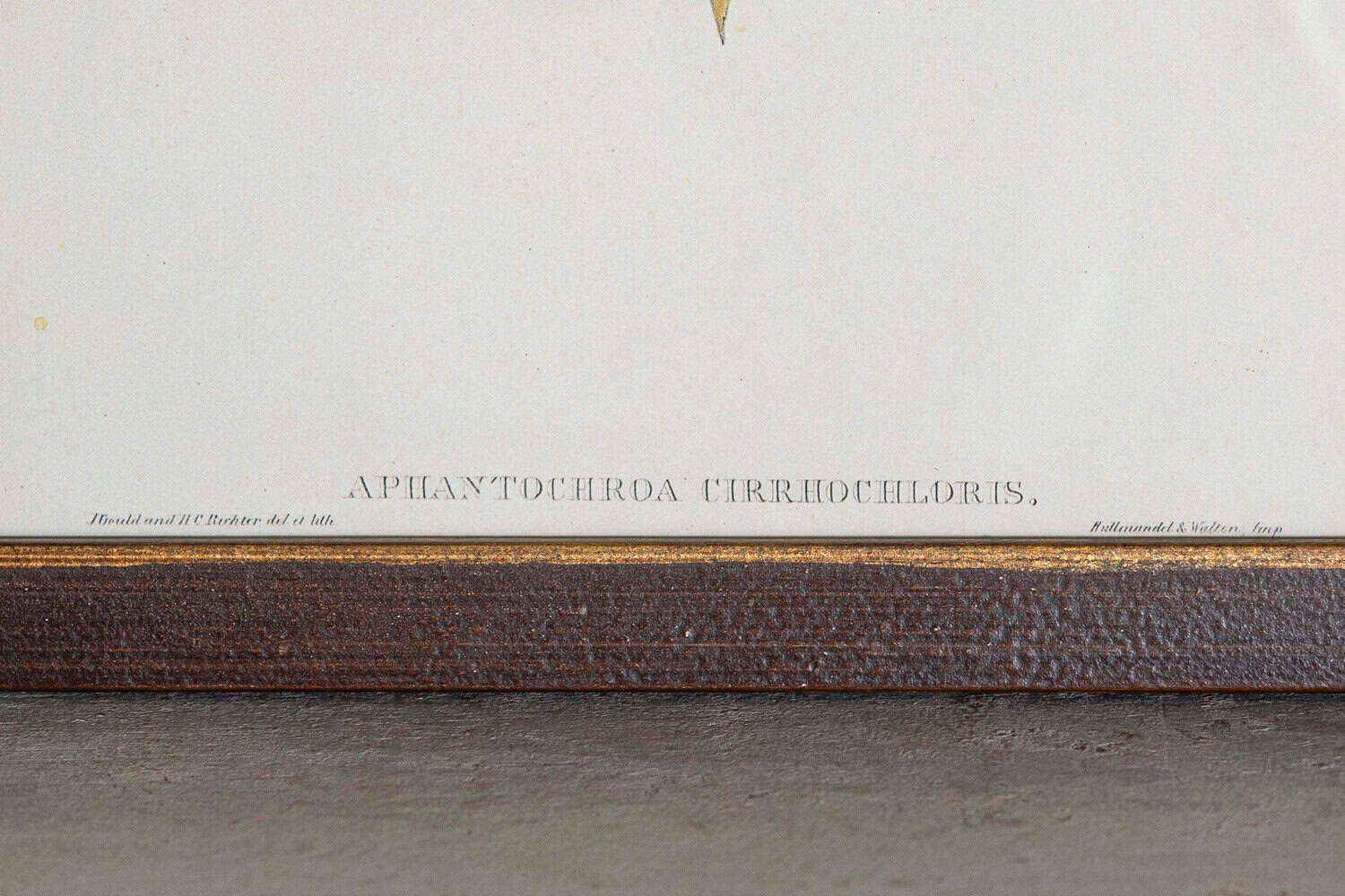 On Hold - 19th Century Bird Print - One of 24 - JAA