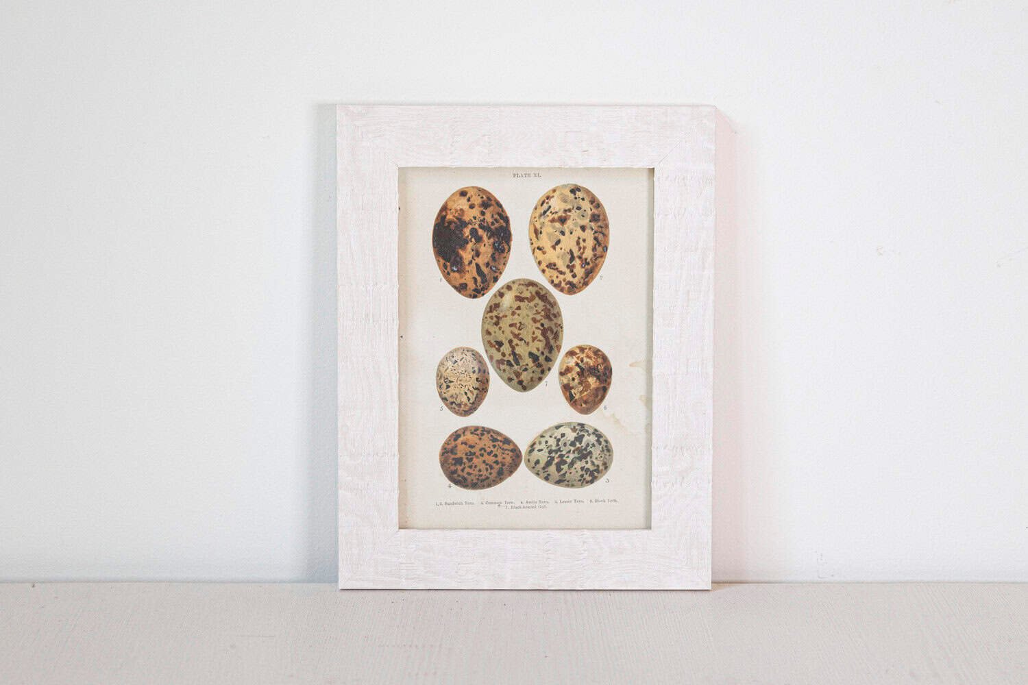 English Egg Prints from the 20th Century in Custom Wooden Frames, Priced Each - JAA