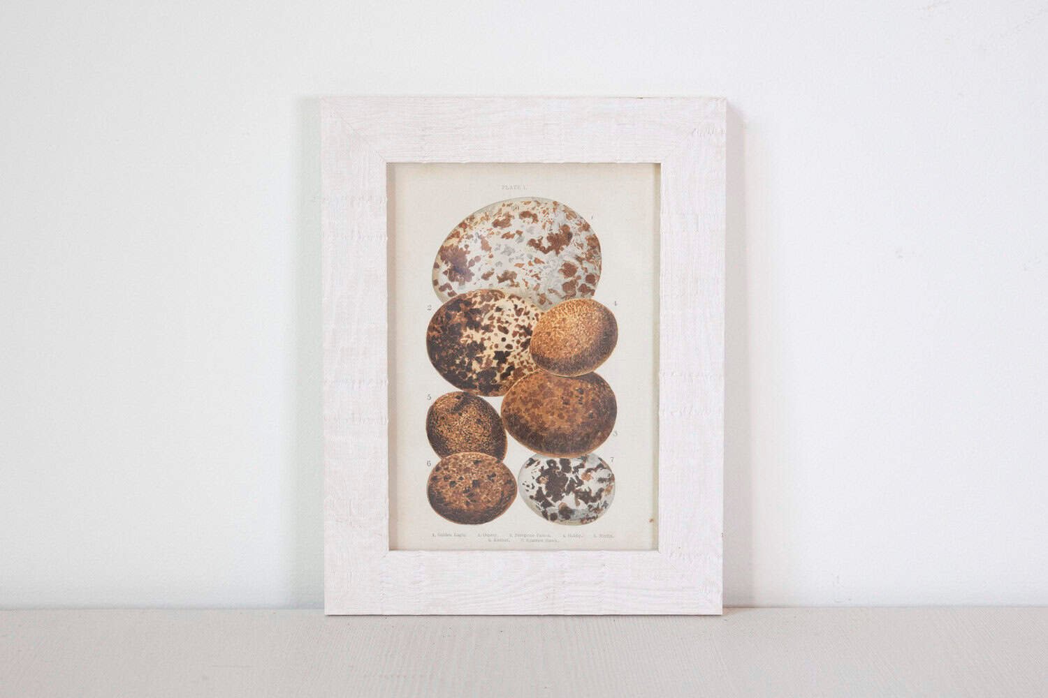 English Egg Prints from the 20th Century in Custom Wooden Frames, Priced Each - JAA