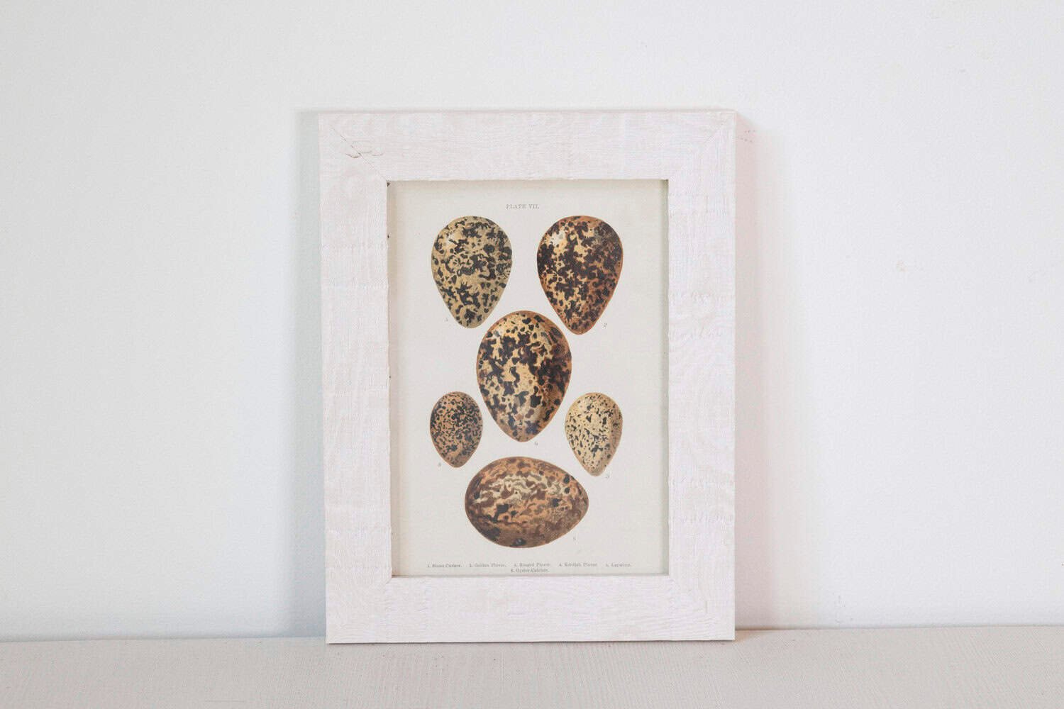 English Egg Prints from the 20th Century in Custom Wooden Frames, Priced Each - JAA