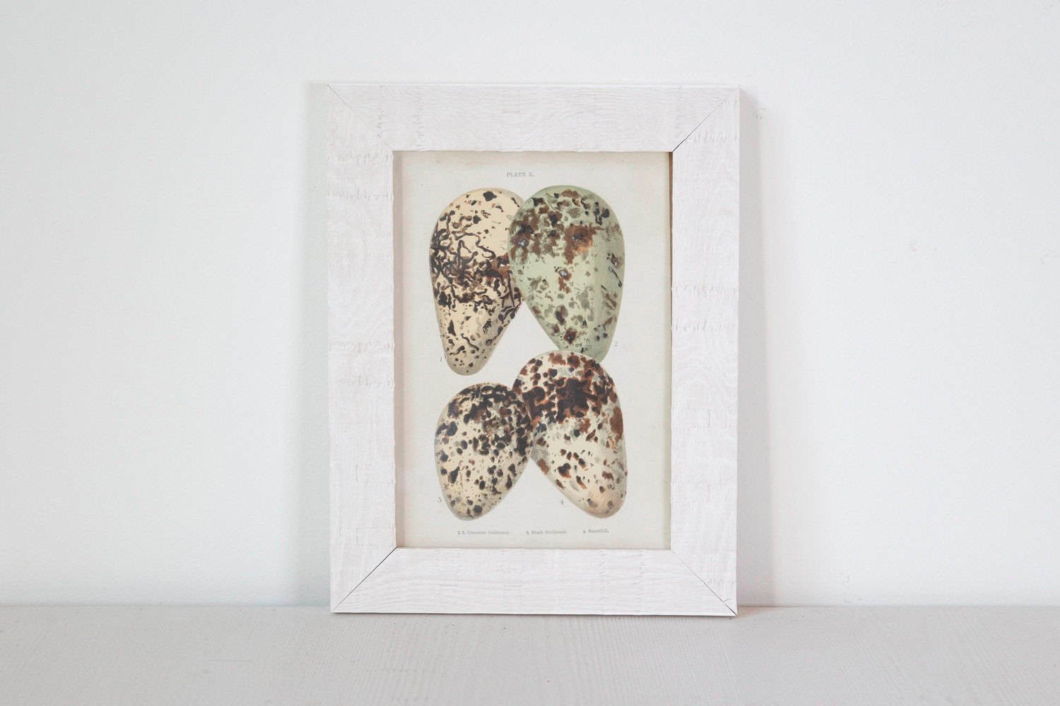 English Egg Prints from the 20th Century in Custom Wooden Frames, Priced Each - JAA