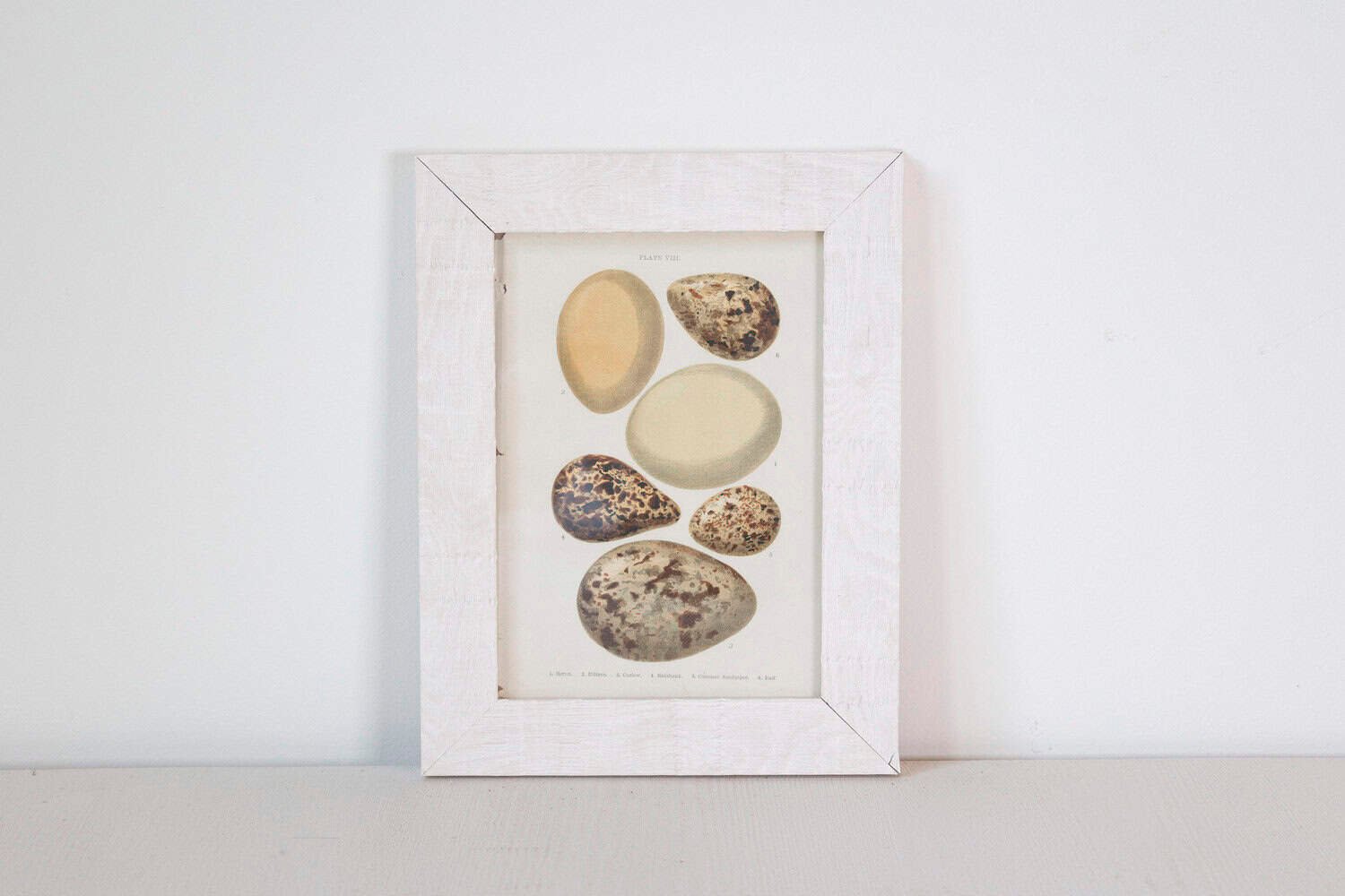 English Egg Prints from the 20th Century in Custom Wooden Frames, Priced Each - JAA