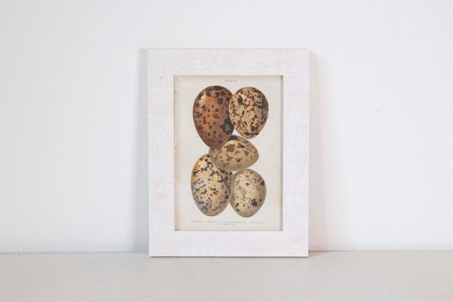 English Egg Prints from the 20th Century in Custom Wooden Frames, Priced Each - JAA
