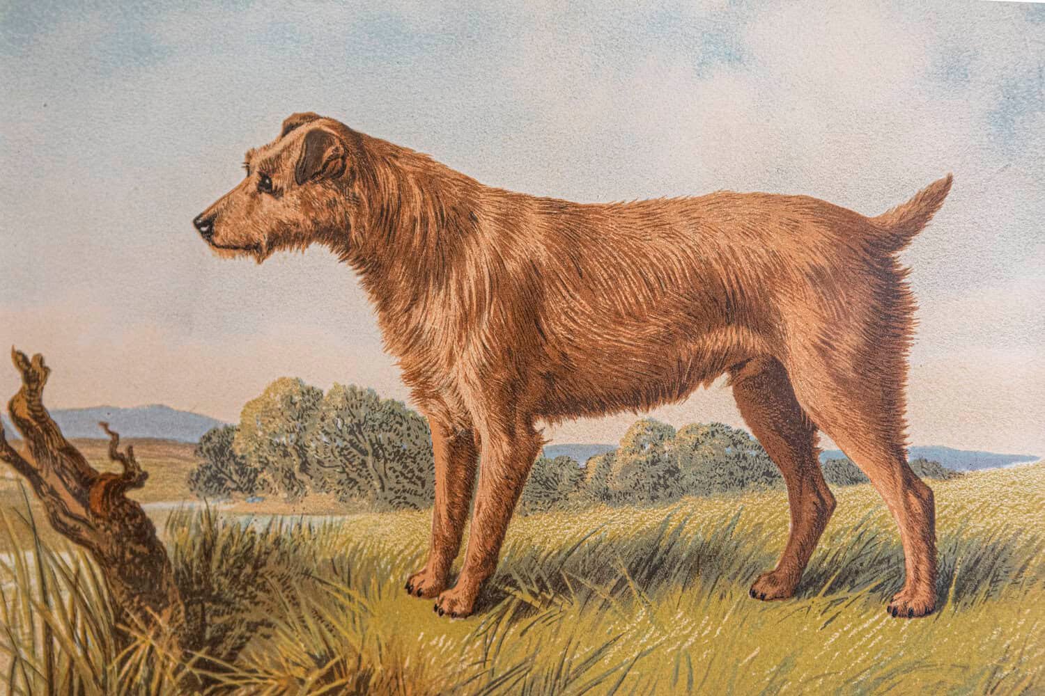 Cassell, Petter, Galpin & Co Chromolithograph Dog Prints in Black Frames - JAA