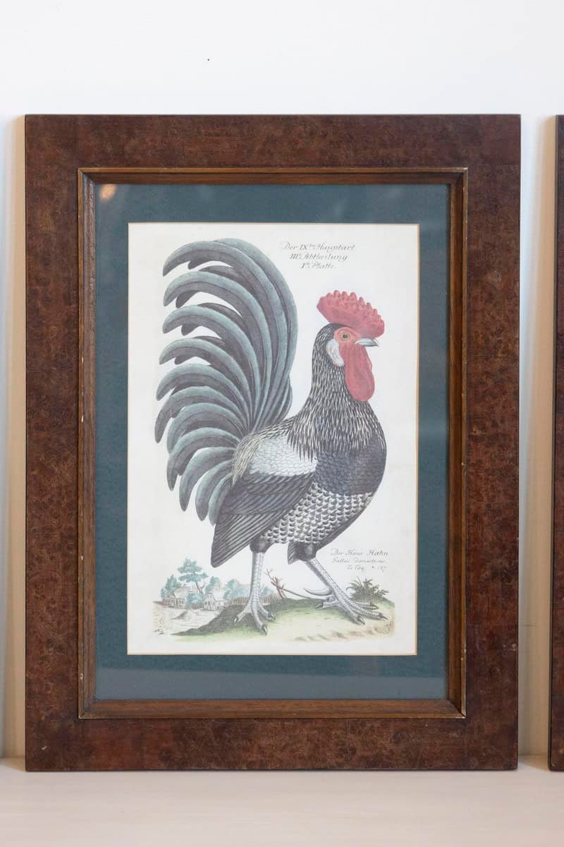 Turn of the Century German Cockerel Prints in Burr Walnut Frames, Set of Four - JAA