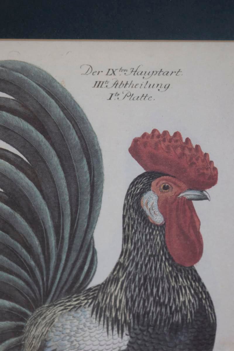 Turn of the Century German Cockerel Prints in Burr Walnut Frames, Set of Four - JAA