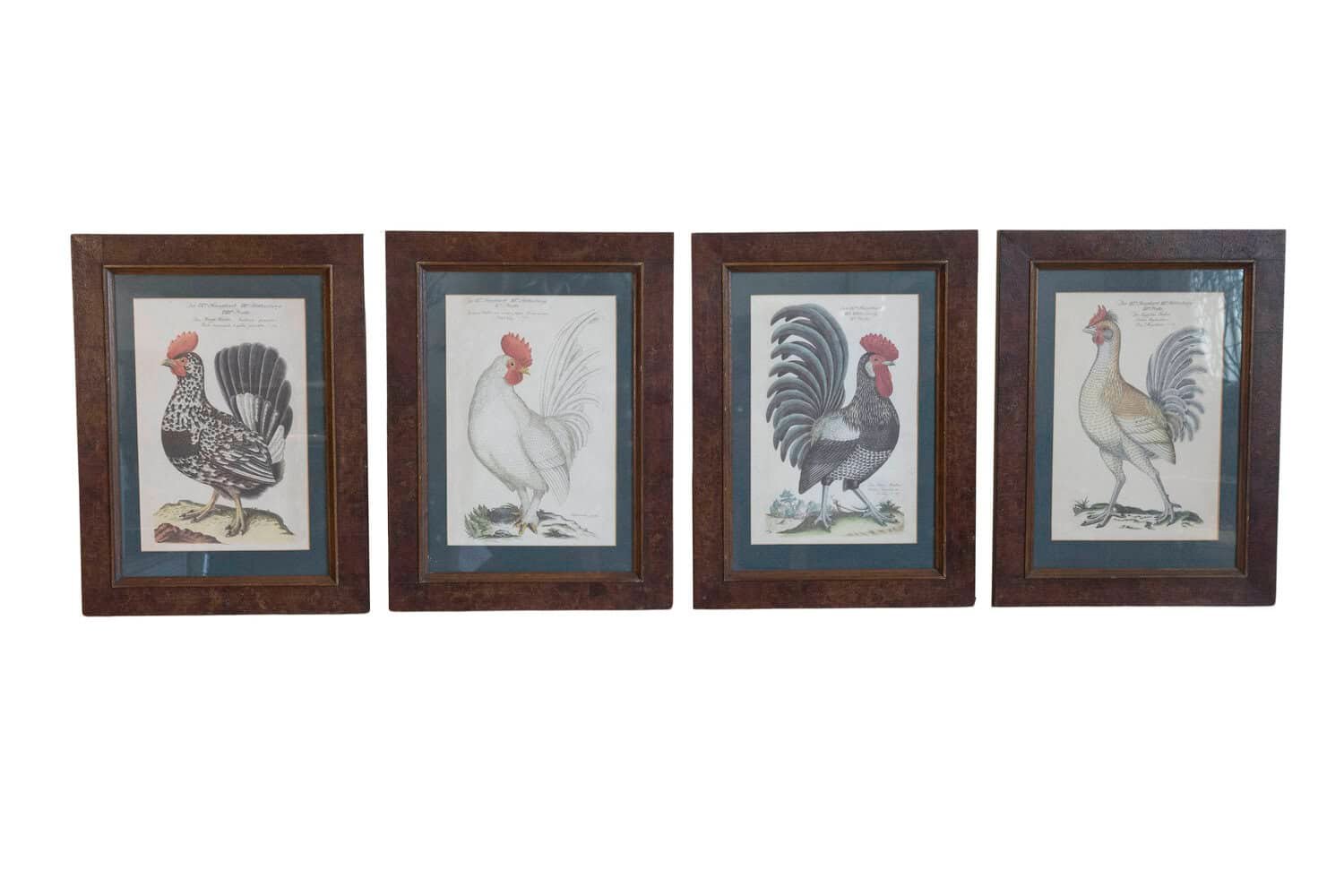 Turn of the Century German Cockerel Prints in Burr Walnut Frames, Set of Four - JAA