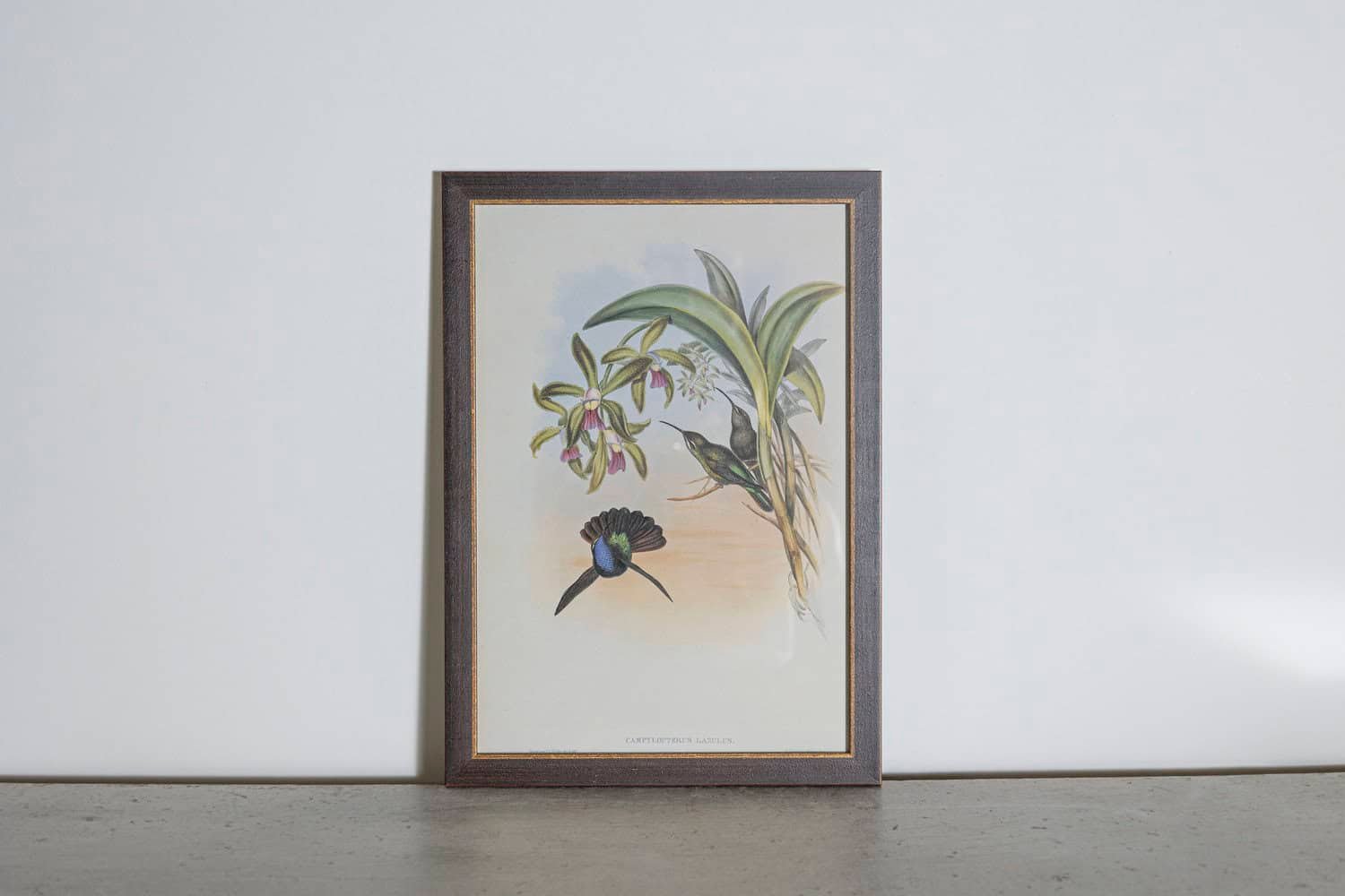 On Hold - 19th Century Bird Print - One of 24 - JAA