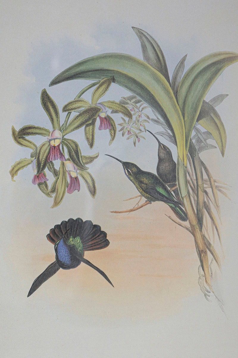 On Hold - 19th Century Bird Print - One of 24 - JAA