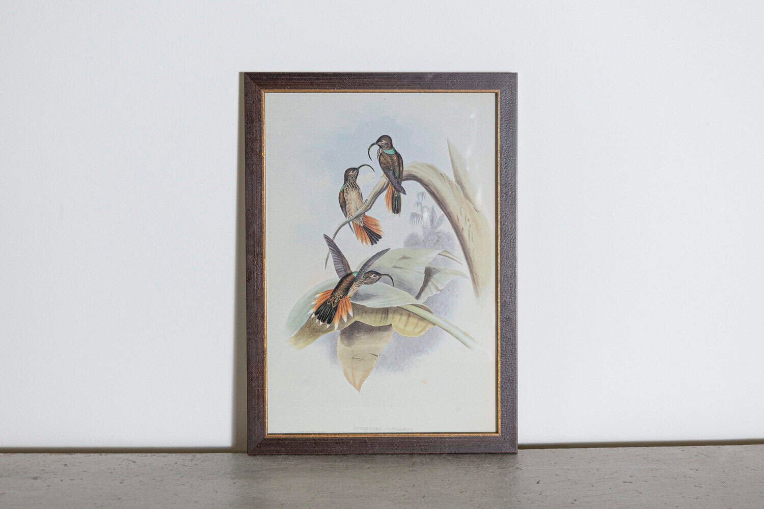 19th Century Bird Print - One of 24 - JAA