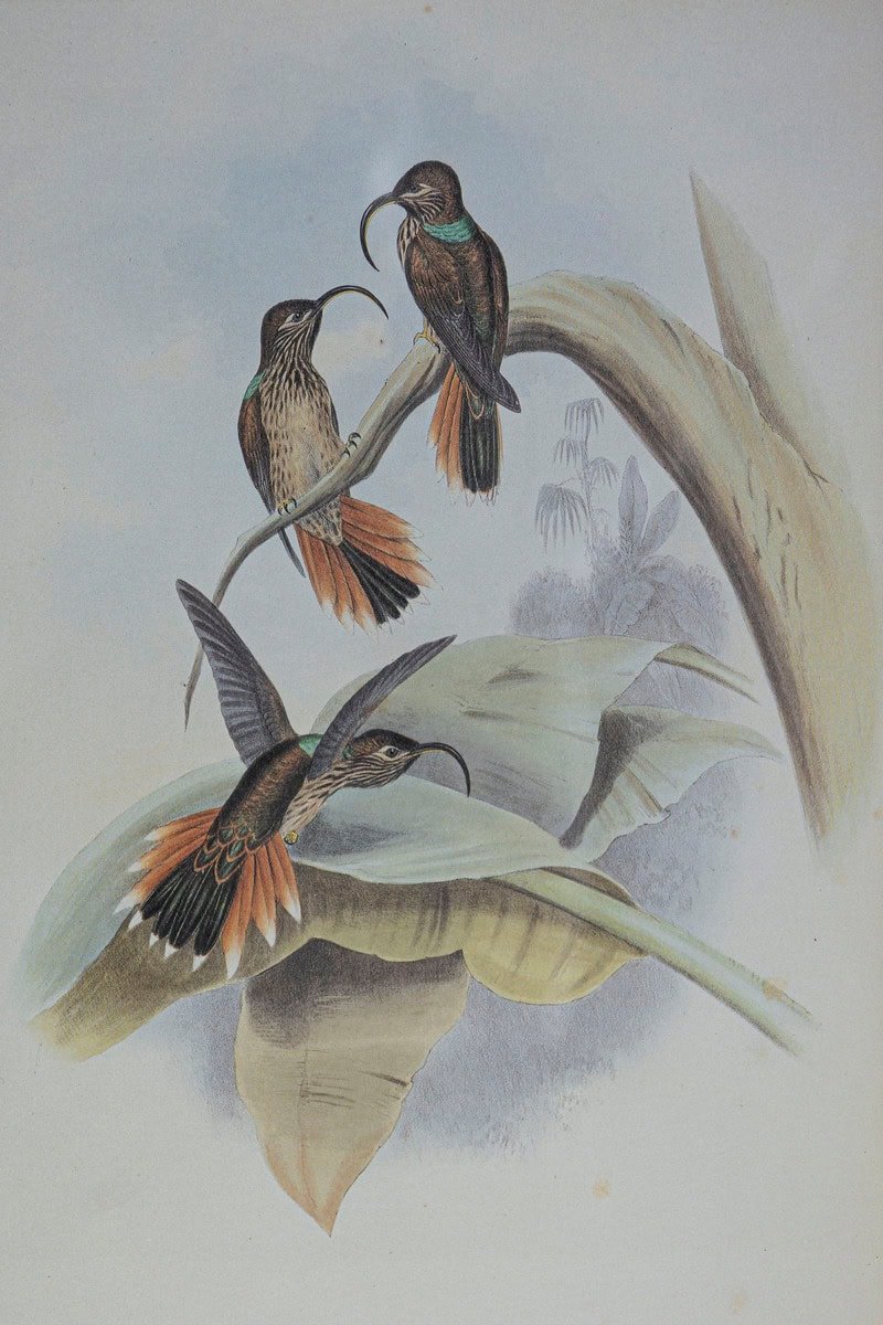 19th Century Bird Print - One of 24 - JAA