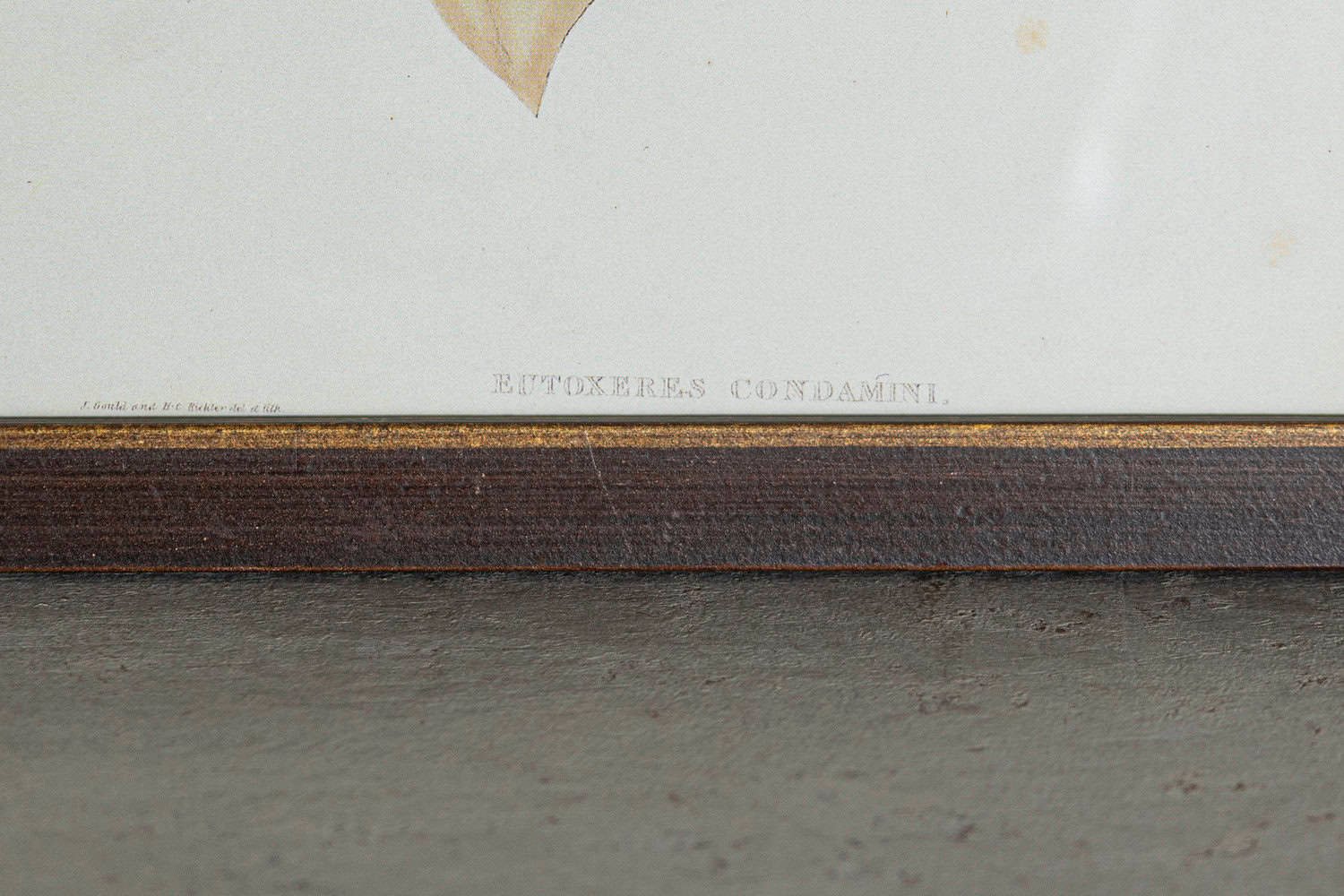 19th Century Bird Print - One of 24 - JAA