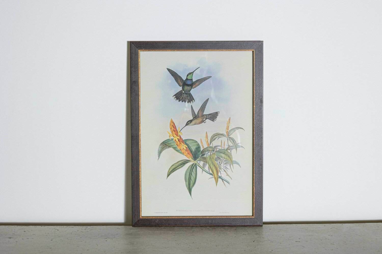 On Hold - 19th Century Bird Print - One of 24 - JAA