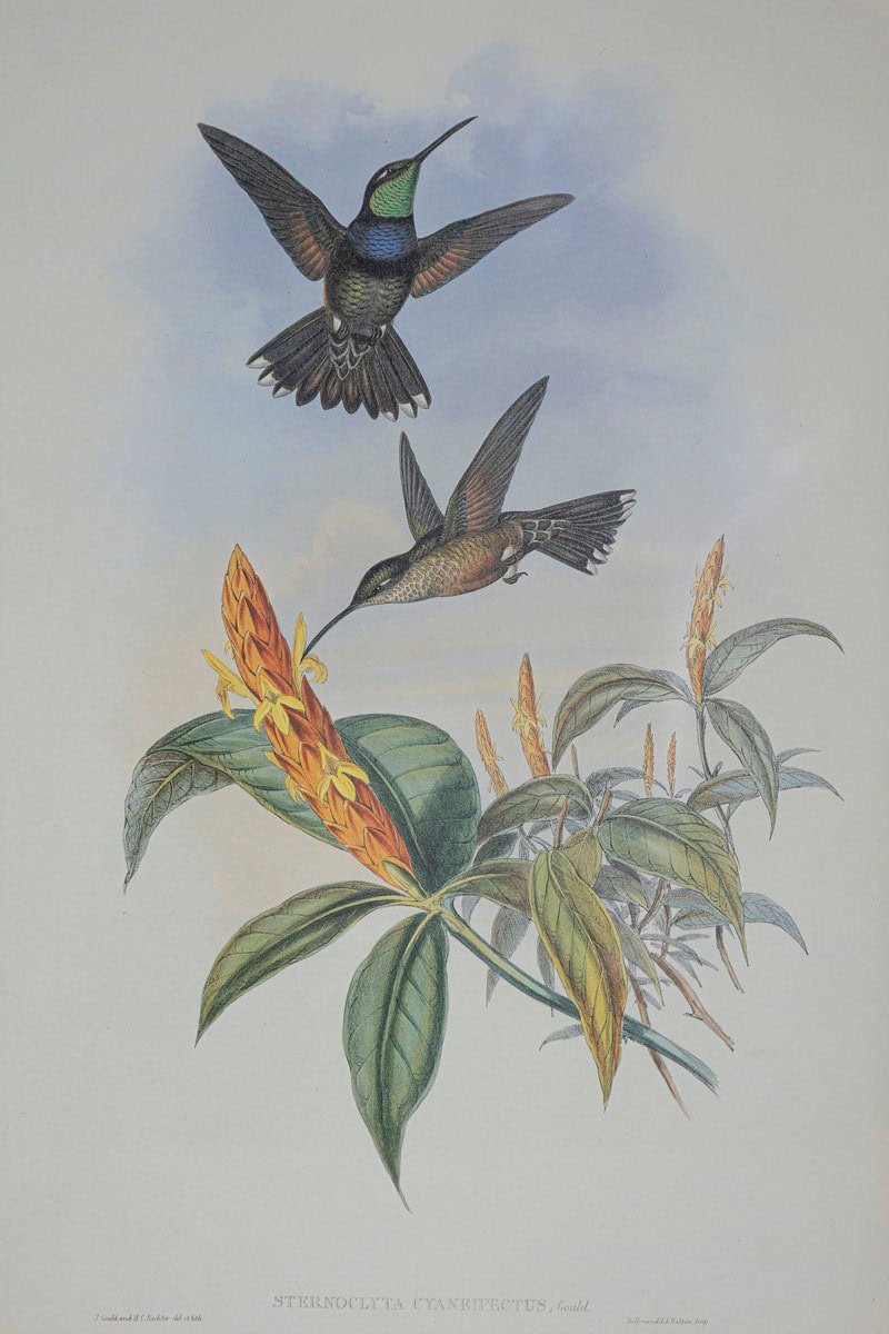 On Hold - 19th Century Bird Print - One of 24 - JAA