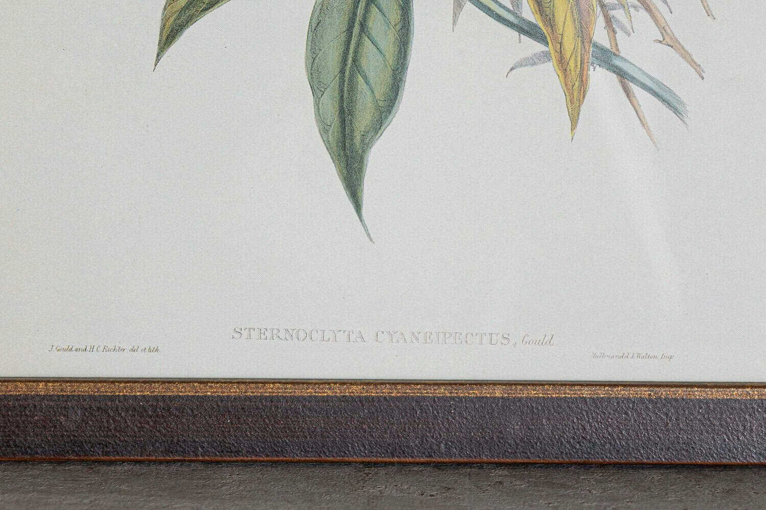 On Hold - 19th Century Bird Print - One of 24 - JAA