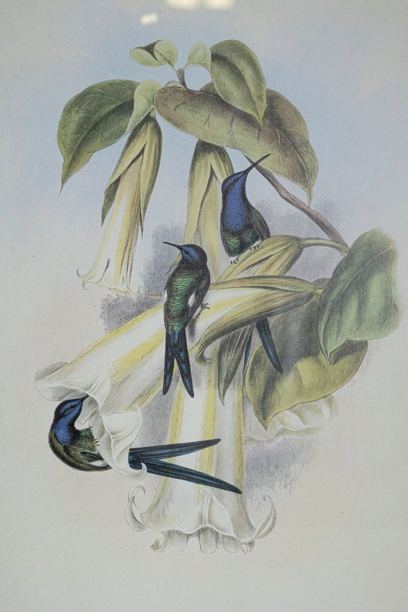 On Hold - 19th Century Bird Print - One of 24 - JAA