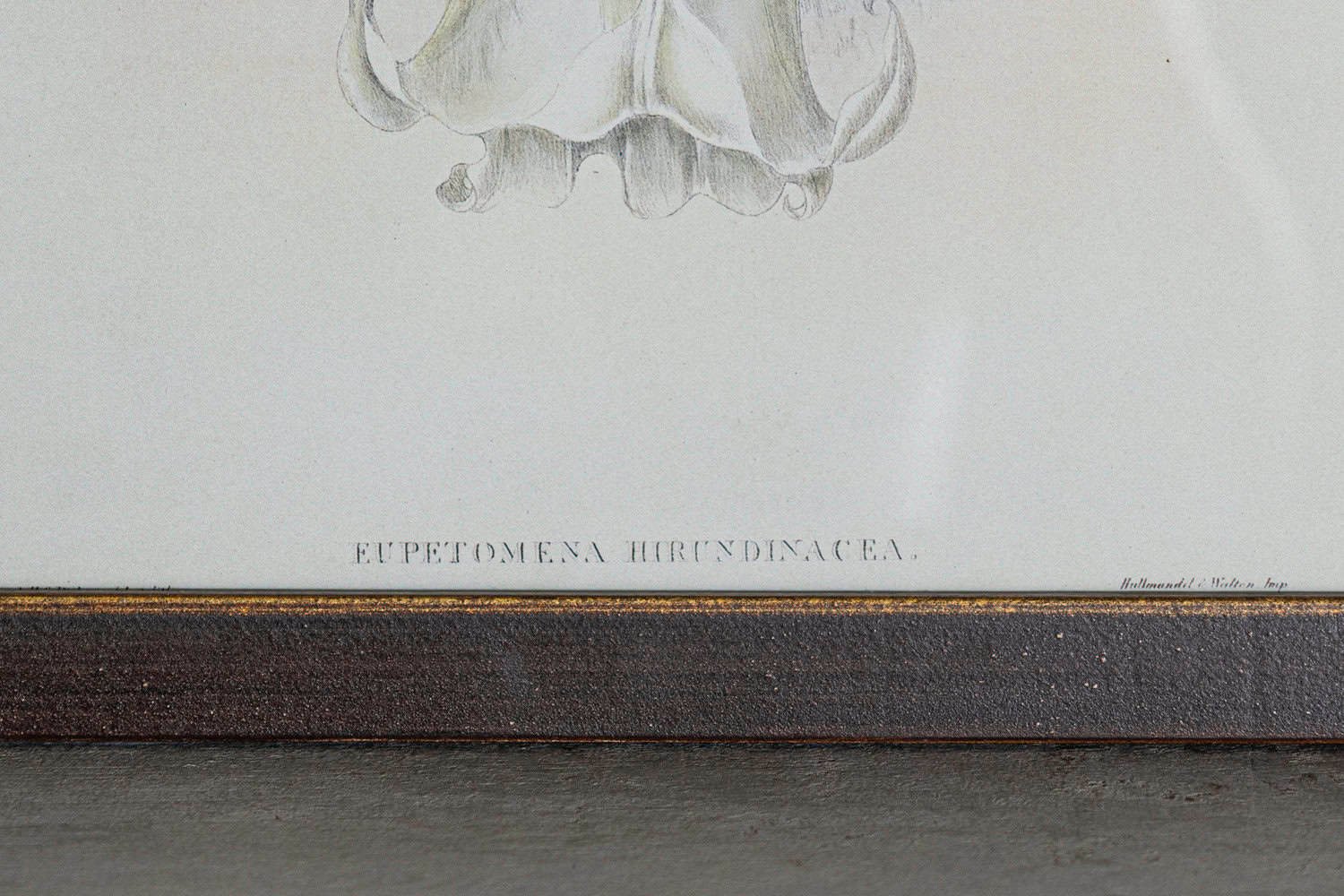 On Hold - 19th Century Bird Print - One of 24 - JAA