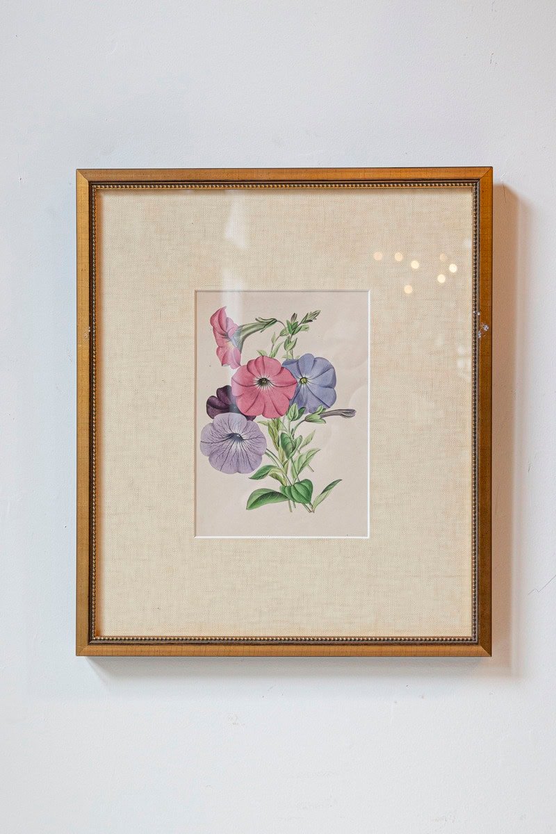 Victorian Floral Prints from The Museum of Flowers by Mary Elizabeth Rosenberg - JAA