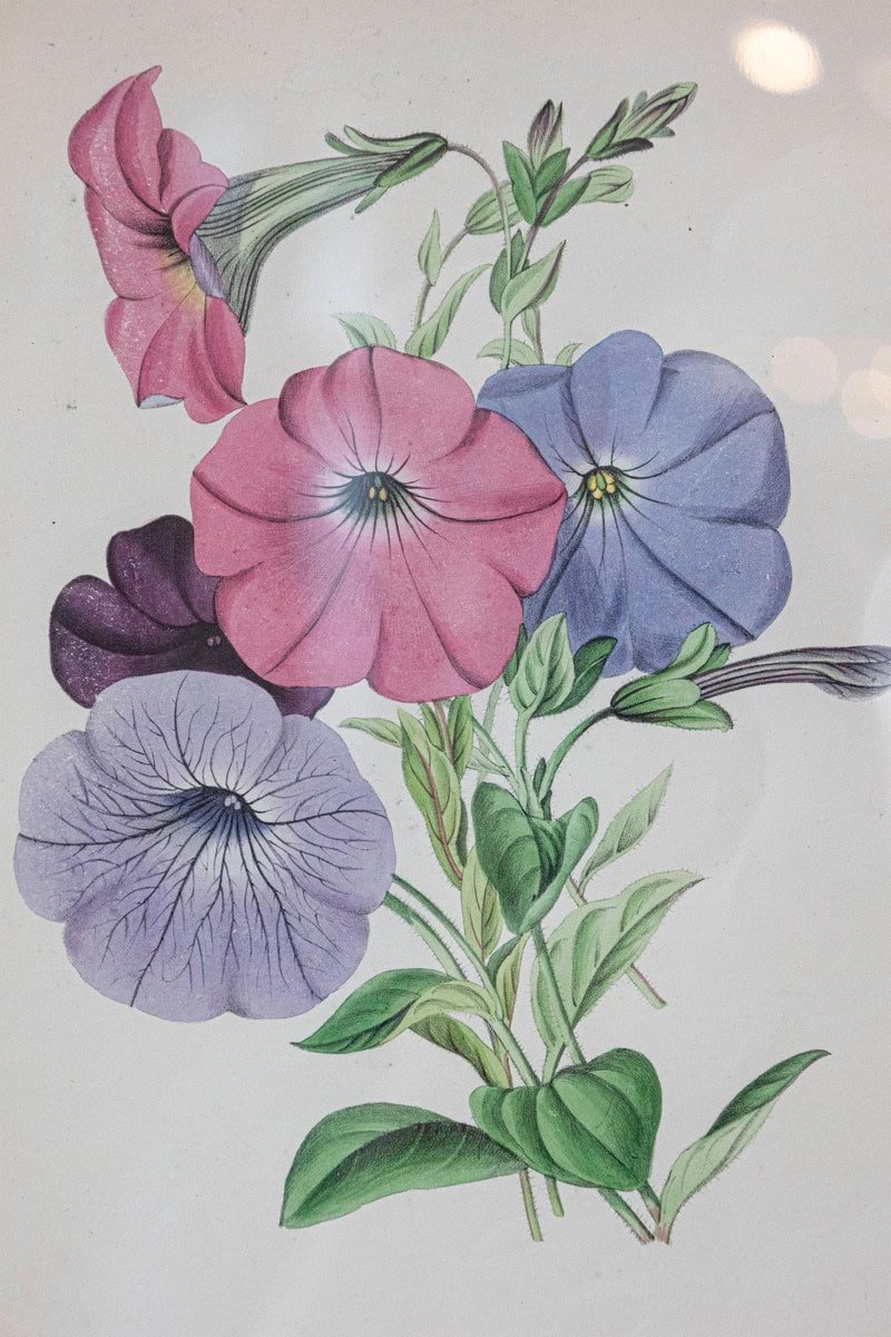 Victorian Floral Prints from The Museum of Flowers by Mary Elizabeth Rosenberg - JAA