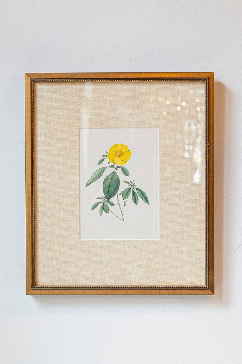 Victorian Floral Prints from The Museum of Flowers by Mary Elizabeth Rosenberg - JAA