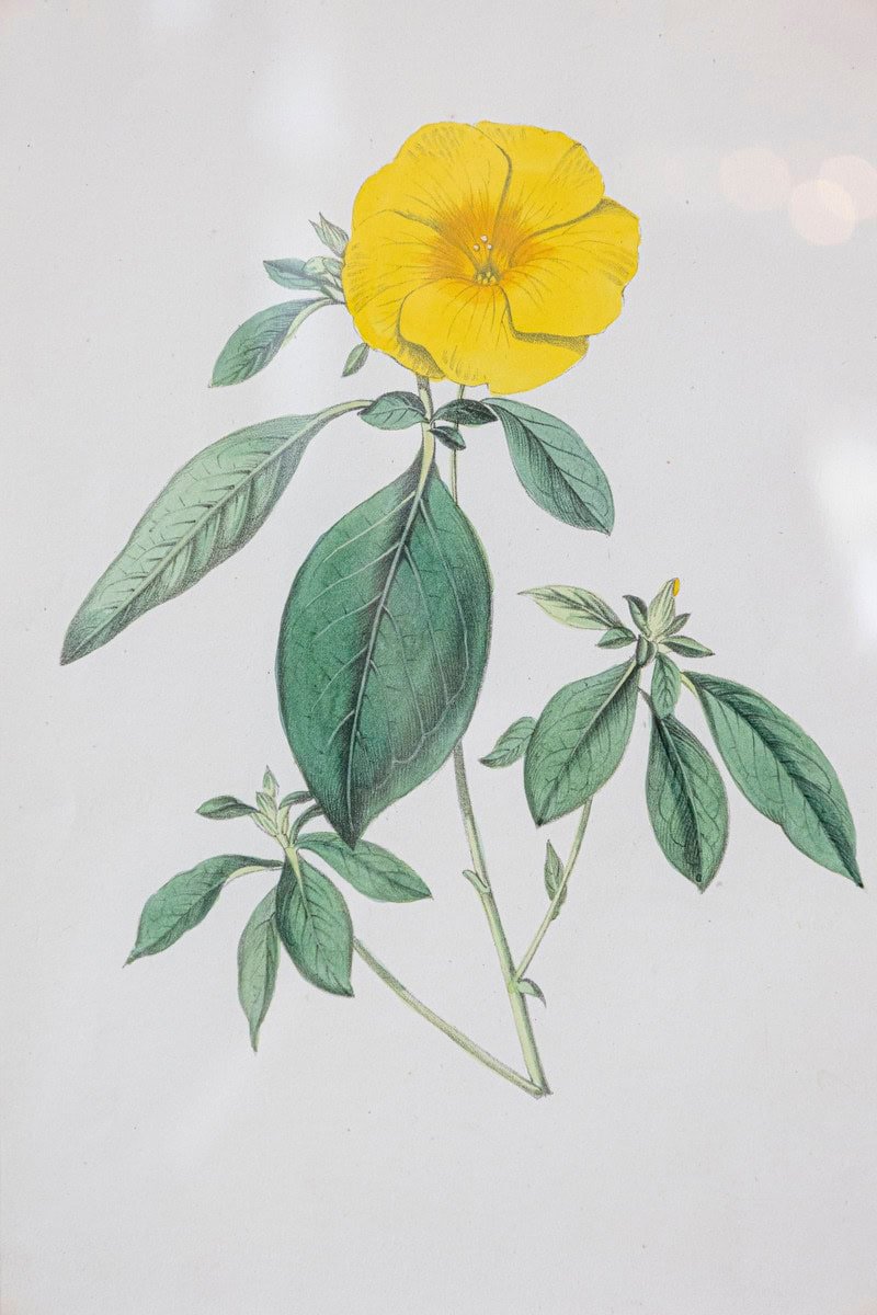 Victorian Floral Prints from The Museum of Flowers by Mary Elizabeth Rosenberg - JAA