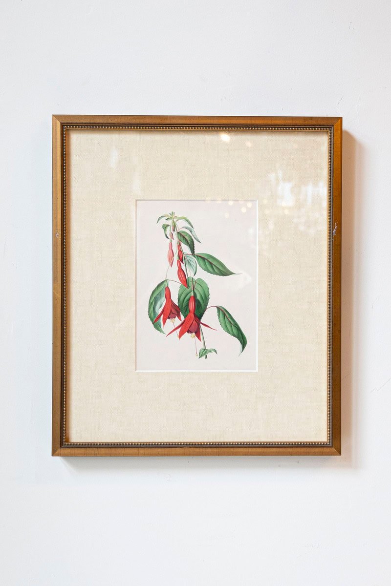 Victorian Floral Prints from The Museum of Flowers by Mary Elizabeth Rosenberg - JAA