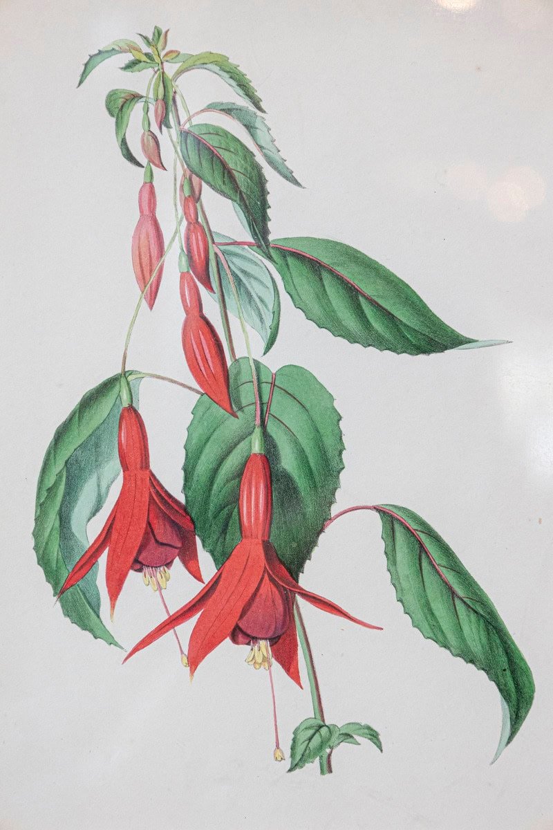 Victorian Floral Prints from The Museum of Flowers by Mary Elizabeth Rosenberg - JAA