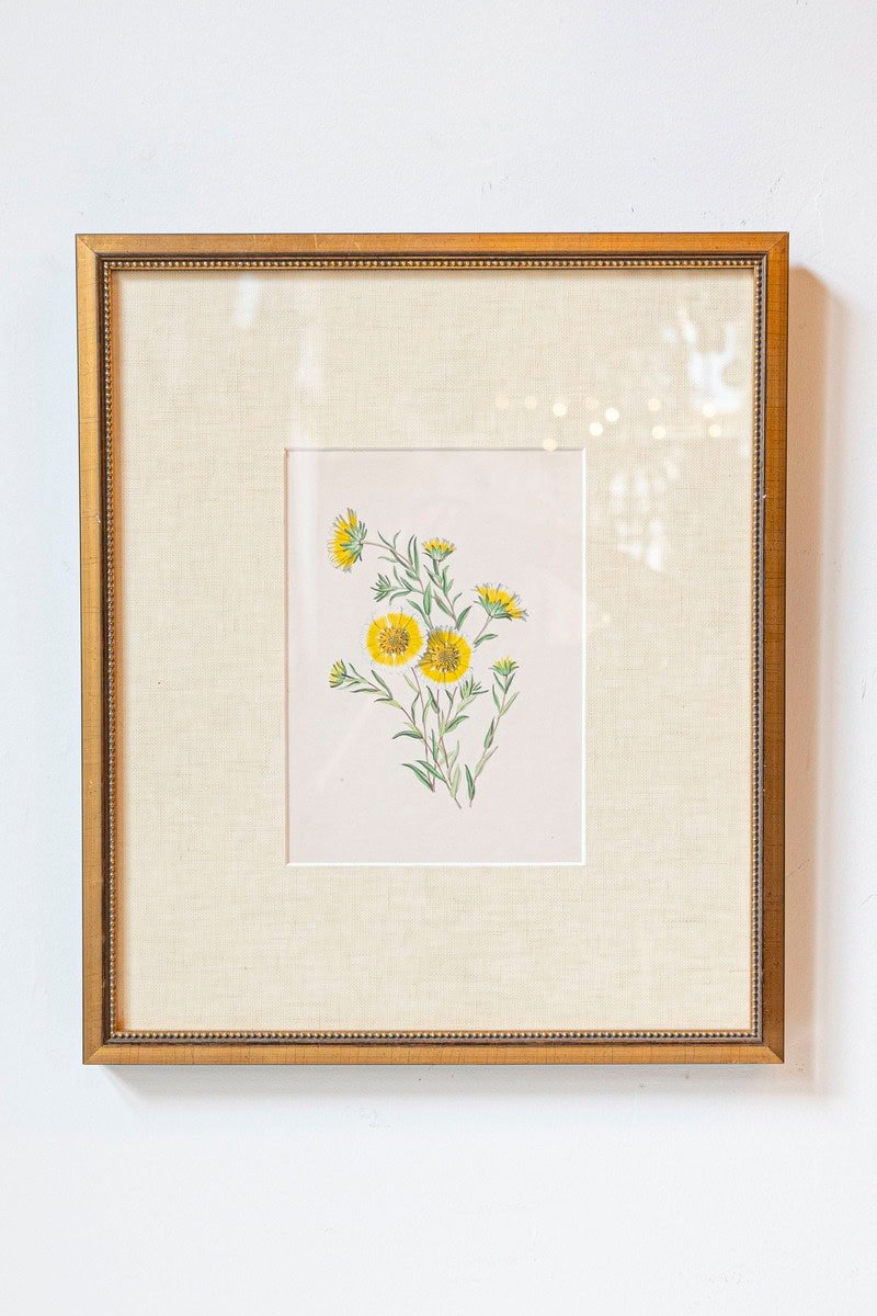 Victorian Floral Prints from The Museum of Flowers by Mary Elizabeth Rosenberg - JAA