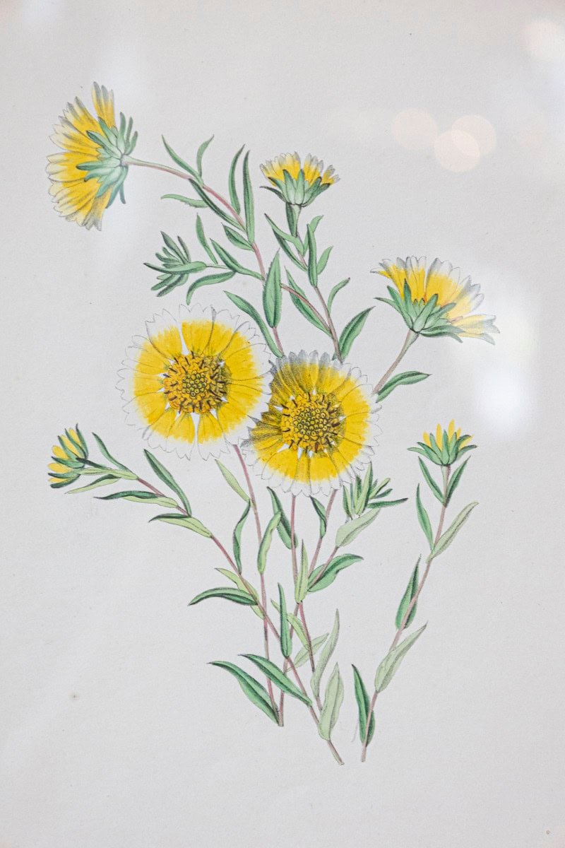 Victorian Floral Prints from The Museum of Flowers by Mary Elizabeth Rosenberg - JAA