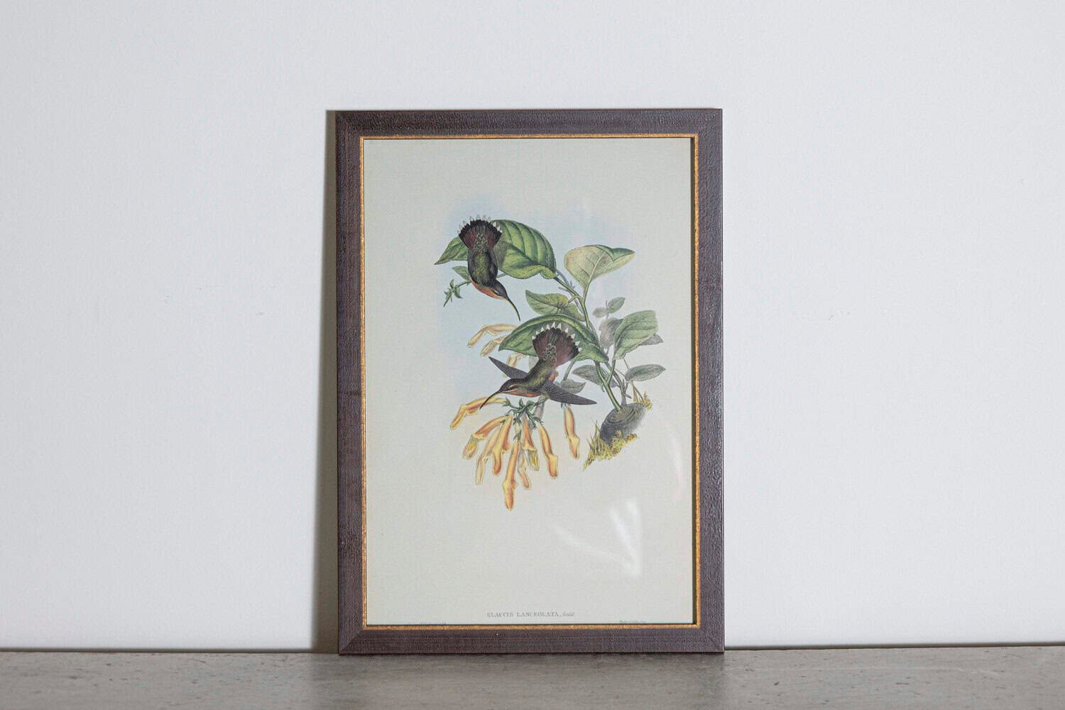 On Hold - 19th Century Bird Print - One of 24 - JAA