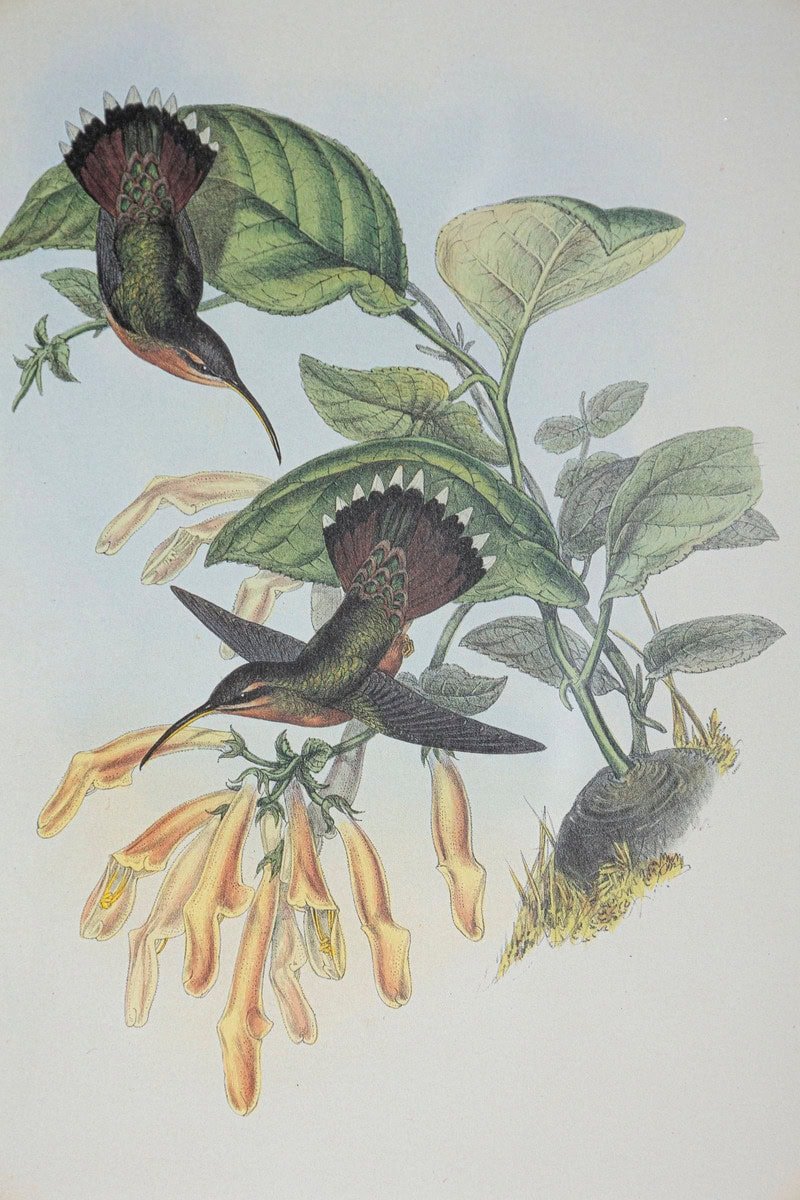 On Hold - 19th Century Bird Print - One of 24 - JAA