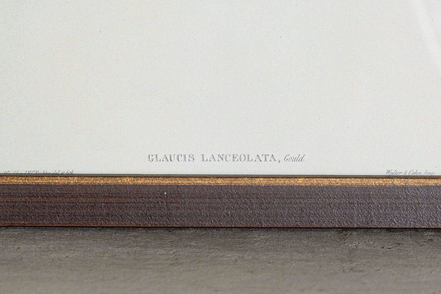 On Hold - 19th Century Bird Print - One of 24 - JAA