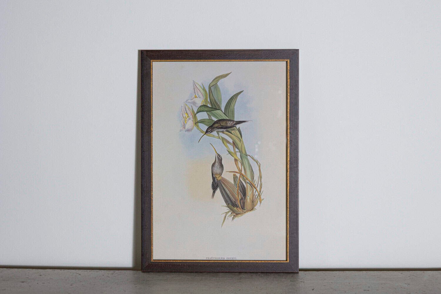 19th Century Bird Print - One of 24 - JAA