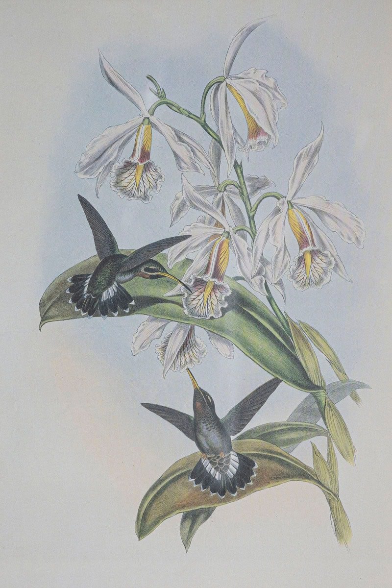 On Hold - 19th Century Bird Print - One of 24 - JAA