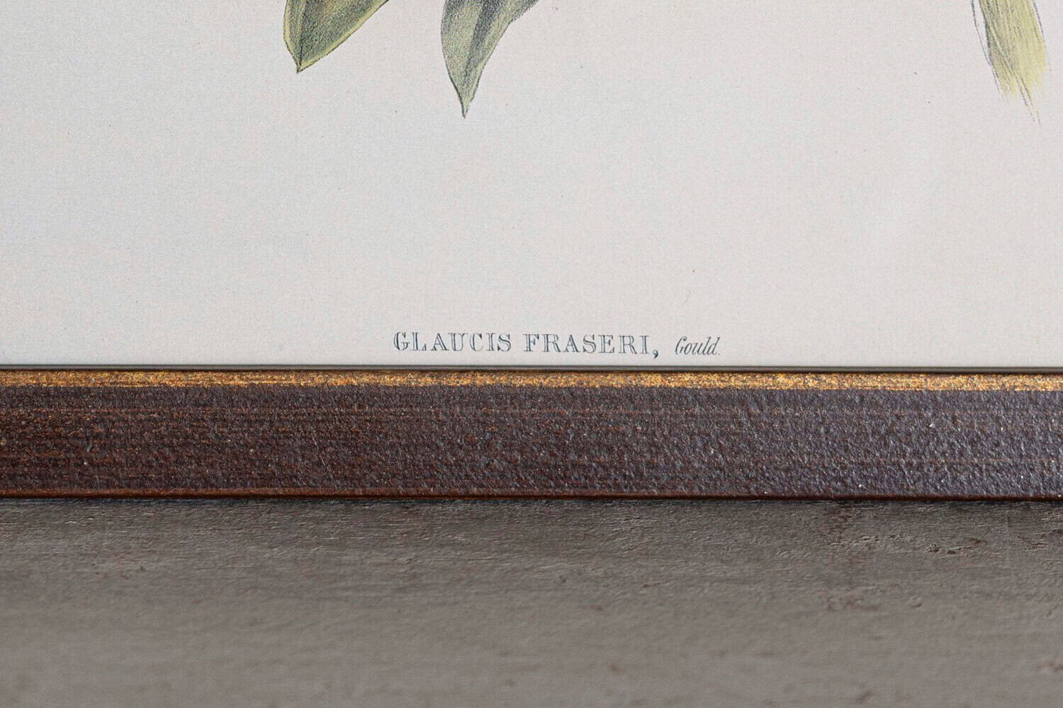 On Hold - 19th Century Bird Print - One of 24 - JAA