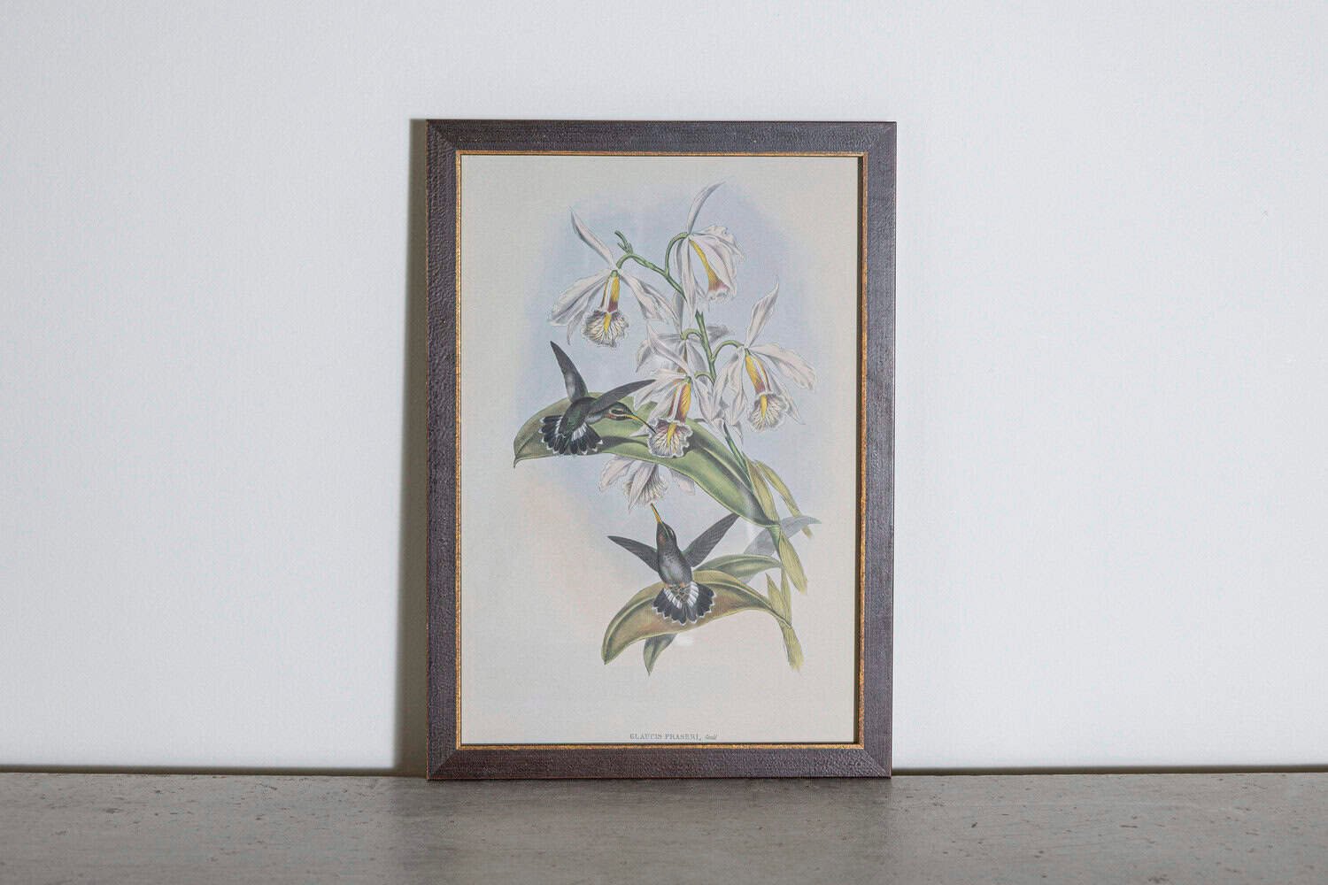 On Hold - 19th Century Bird Print - One of 24 - JAA