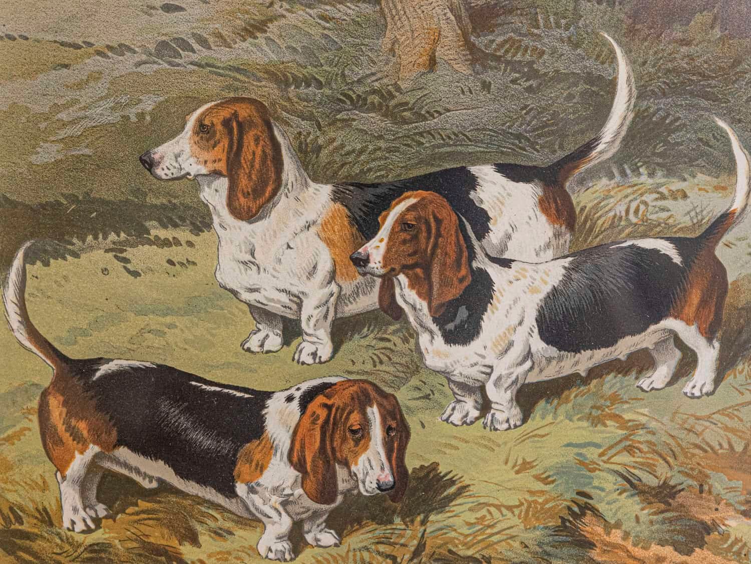 Cassell, Petter, Galpin & Co Chromolithograph Dog Prints in Black Frames - JAA