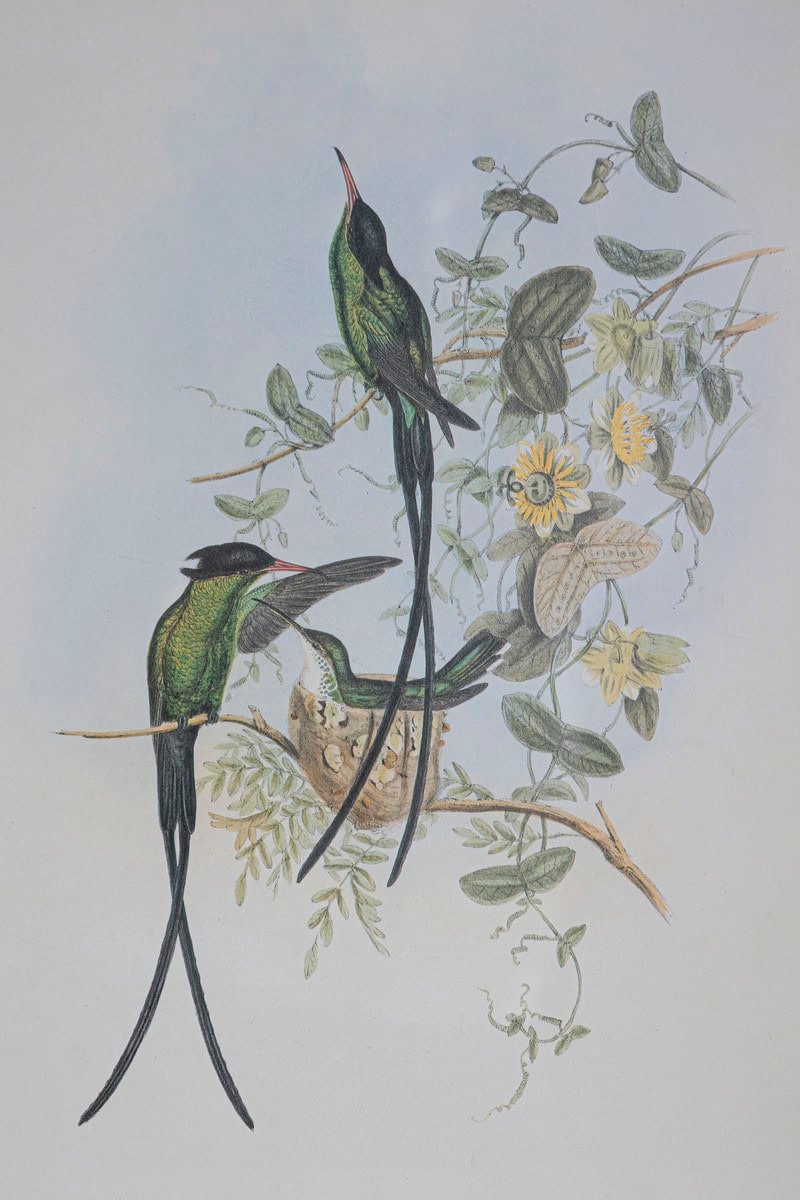 On Hold - 19th Century Bird Print - One of 24 - JAA