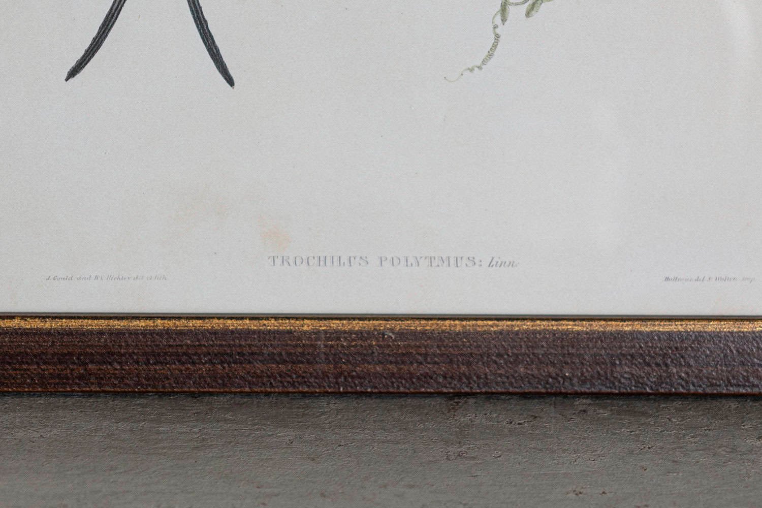 On Hold - 19th Century Bird Print - One of 24 - JAA