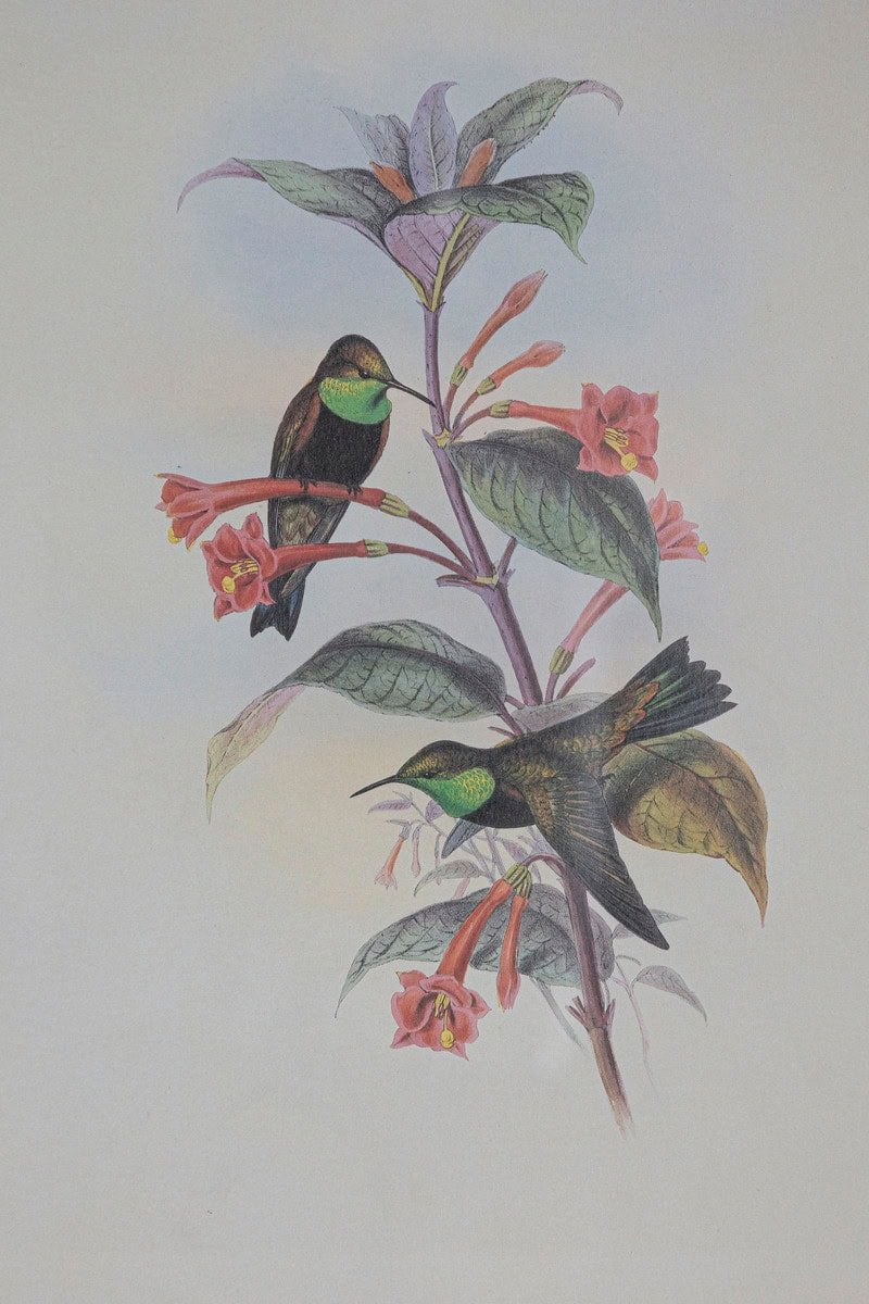 On Hold - 19th Century Bird Print - One of 24 - JAA