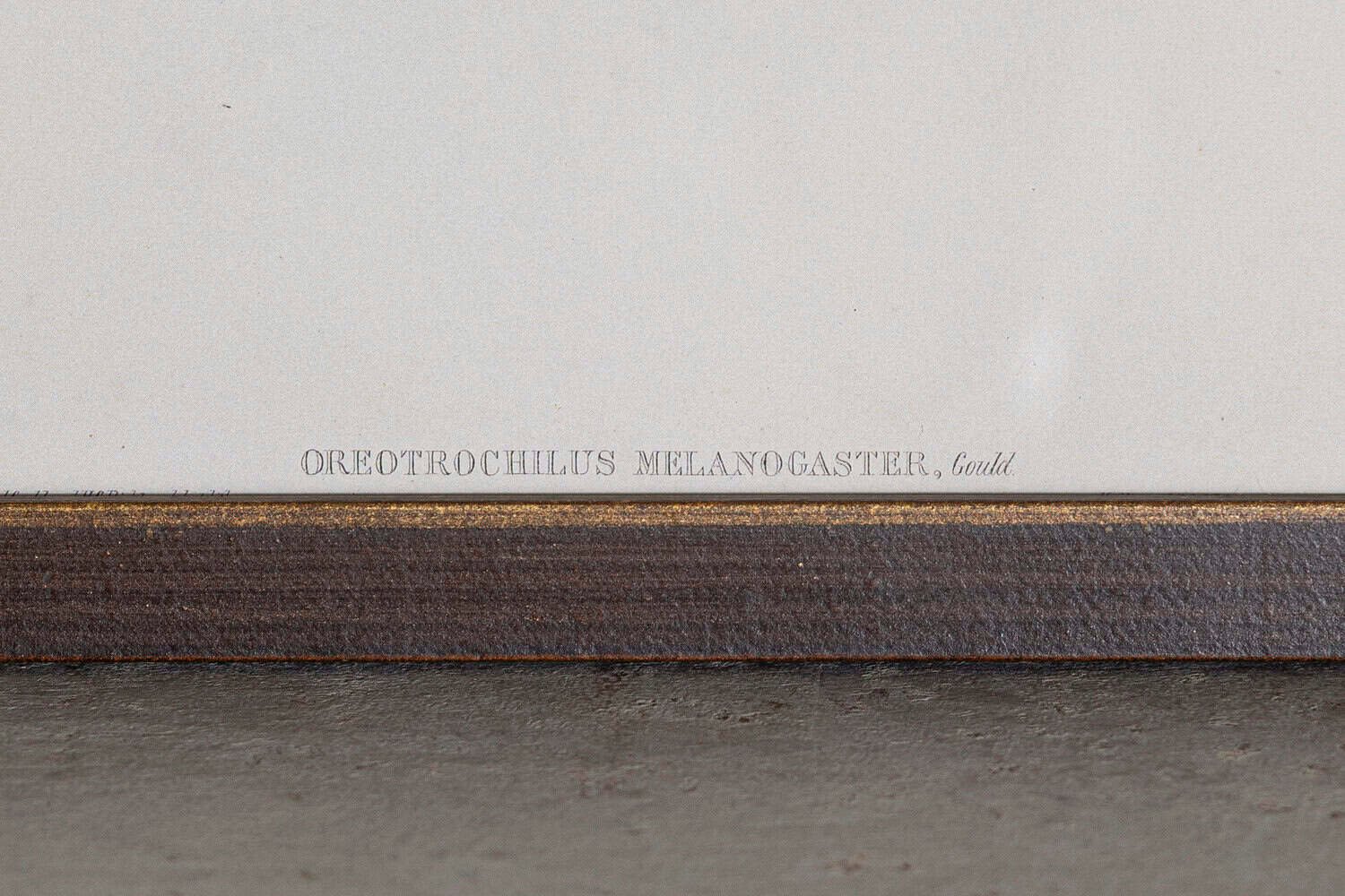 On Hold - 19th Century Bird Print - One of 24 - JAA