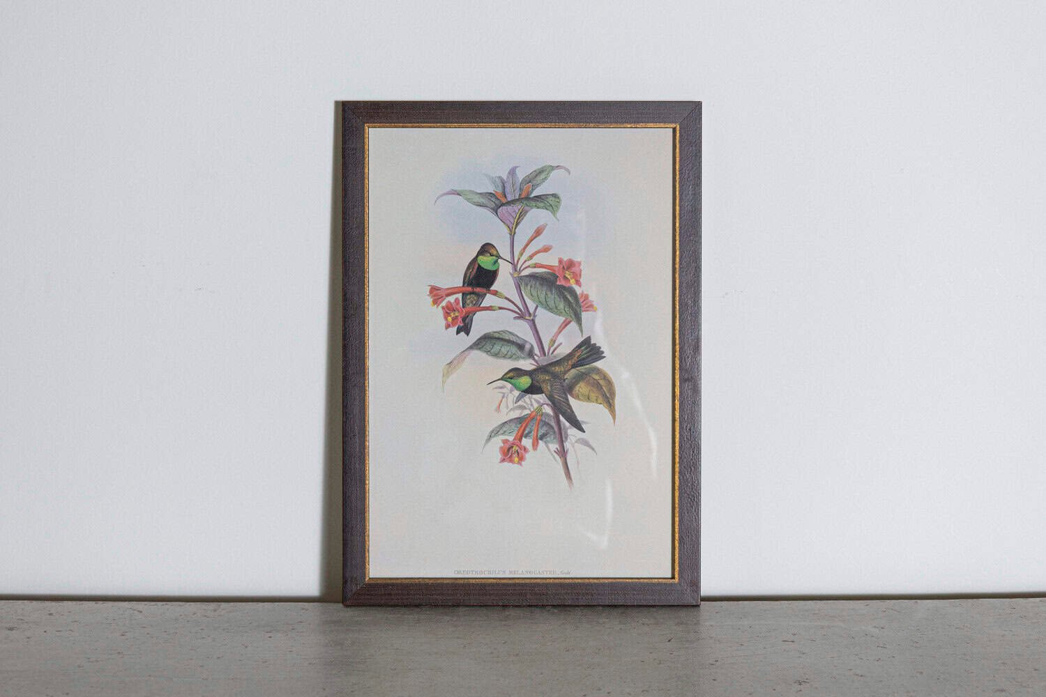 On Hold - 19th Century Bird Print - One of 24 - JAA