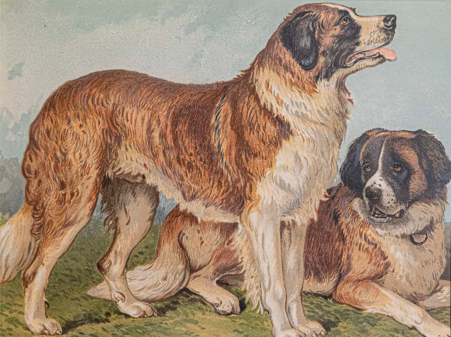 Cassell, Petter, Galpin & Co Chromolithograph Dog Prints in Black Frames - JAA