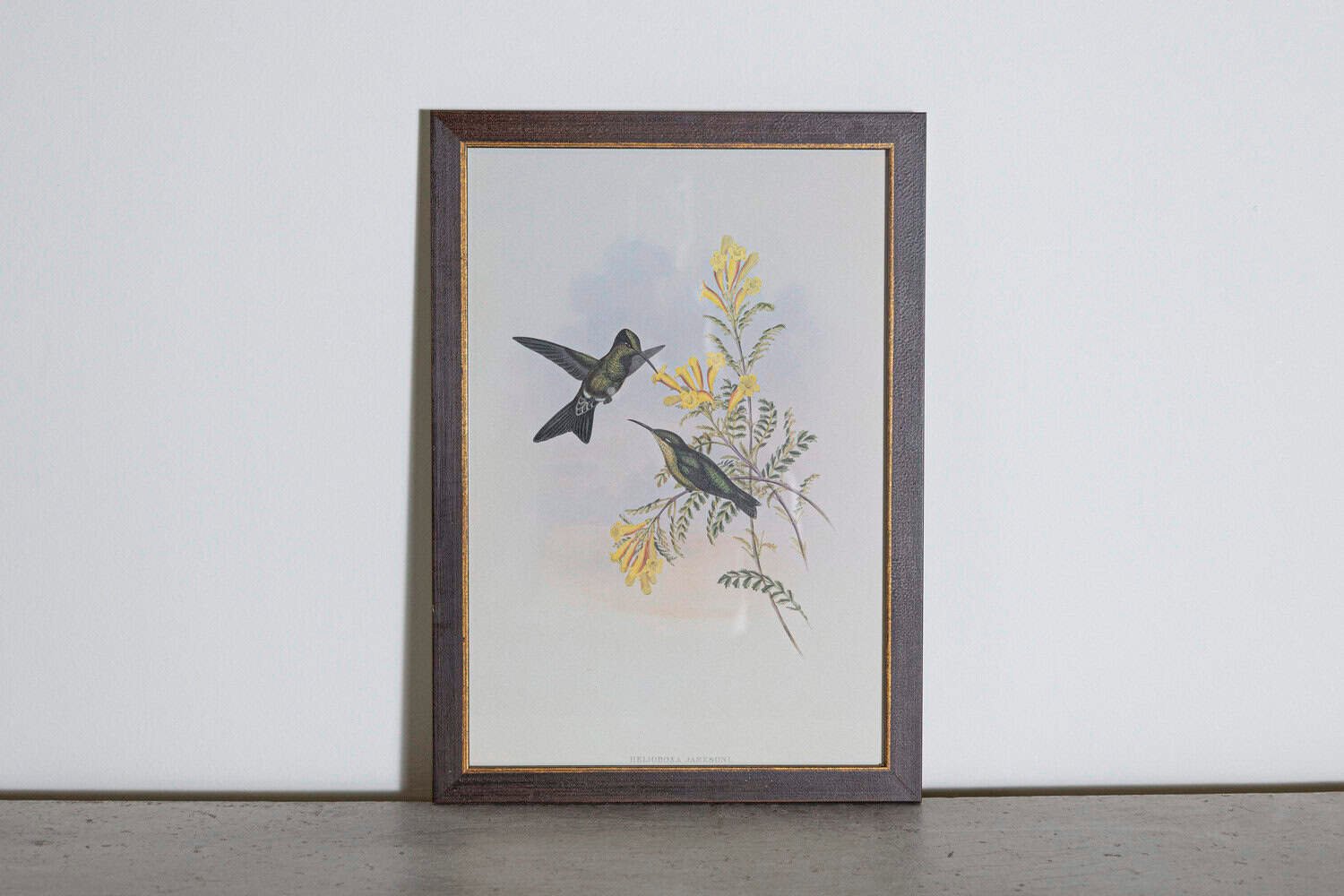 19th Century Bird Print - One of 24 - JAA