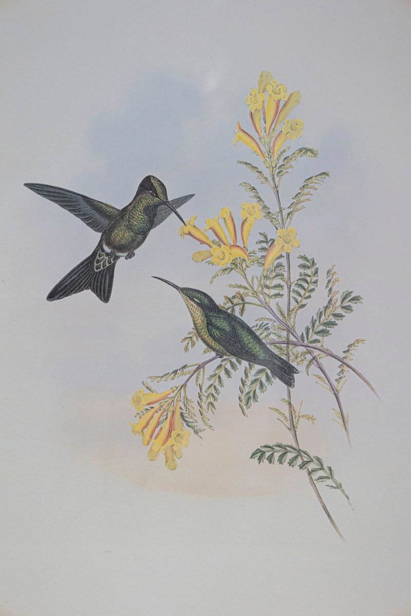 19th Century Bird Print - One of 24 - JAA
